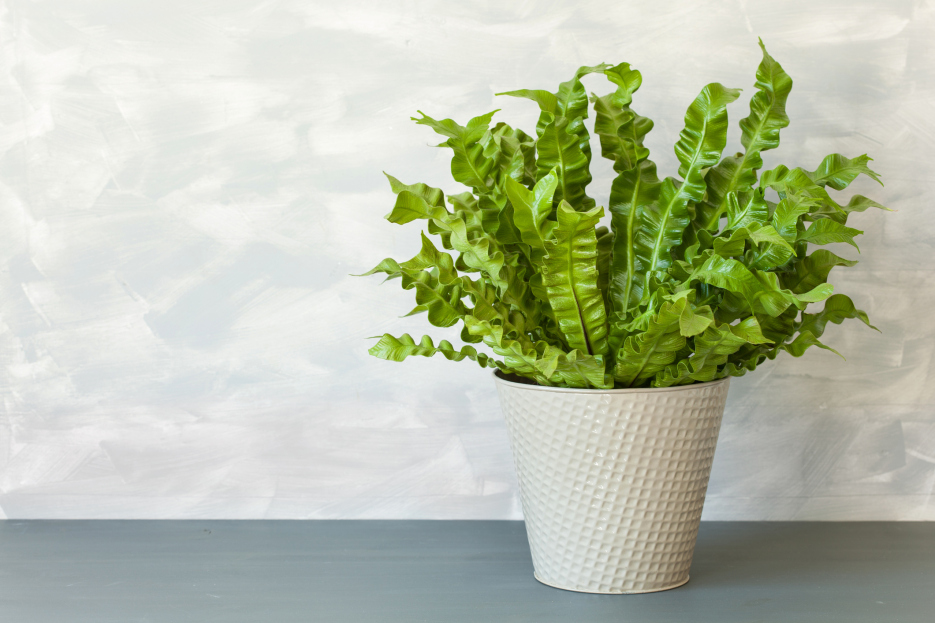 How to Care for the Crispy Wave Fern, Crispy Wave Fern Care, Asplenium nidus plant care, living house plants, bayview flowers, daisy ai, ai powered plant care