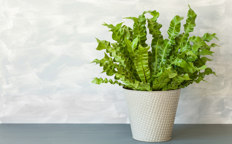 How to Care for the Crispy Wave Fern, Crispy Wave Fern Care, Asplenium nidus plant care, living house plants, bayview flowers, daisy ai, ai powered plant care