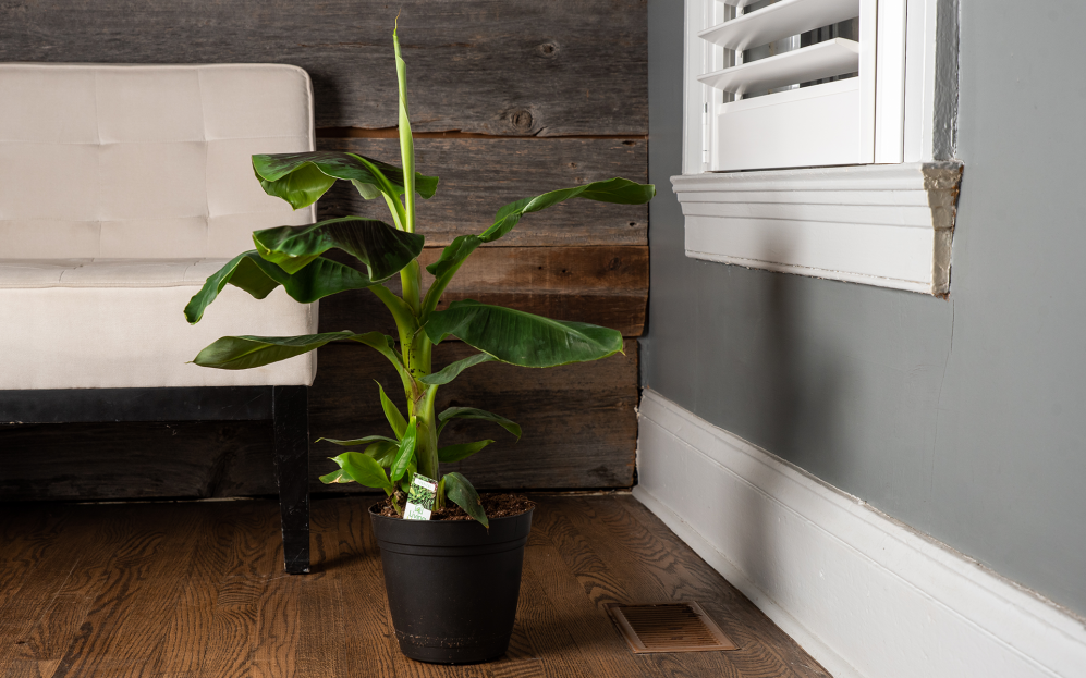 How to Care for the Banana Plant, Musa Banana care, banana plant care, living house plants, bayview flowers, daisy ai, ai powered plant care