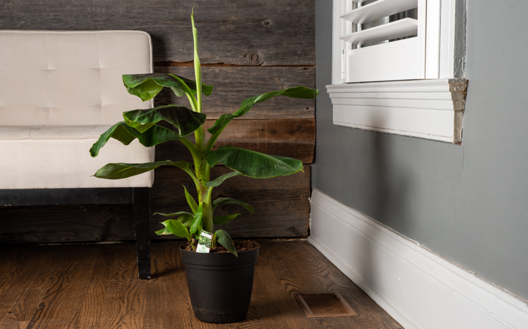 How to Care for the Banana Plant, Musa Banana care, banana plant care, living house plants, bayview flowers, daisy ai, ai powered plant care