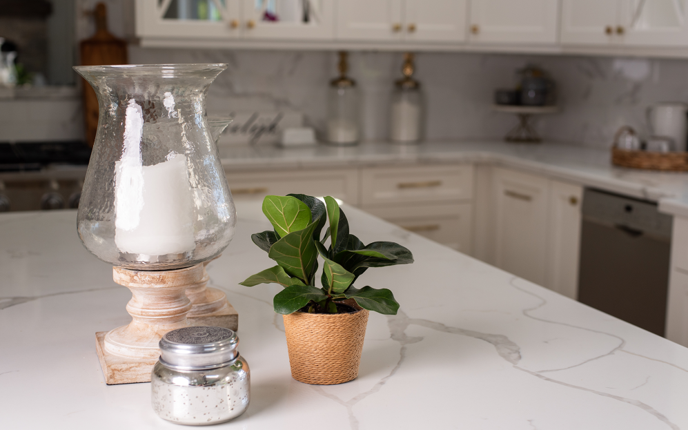 How to Care for the Fiddle Leaf Fig, Fiddle leaf fig care, Ficus lyrata plant care, living house plants, bayview flowers, daisy ai, ai powered plant care