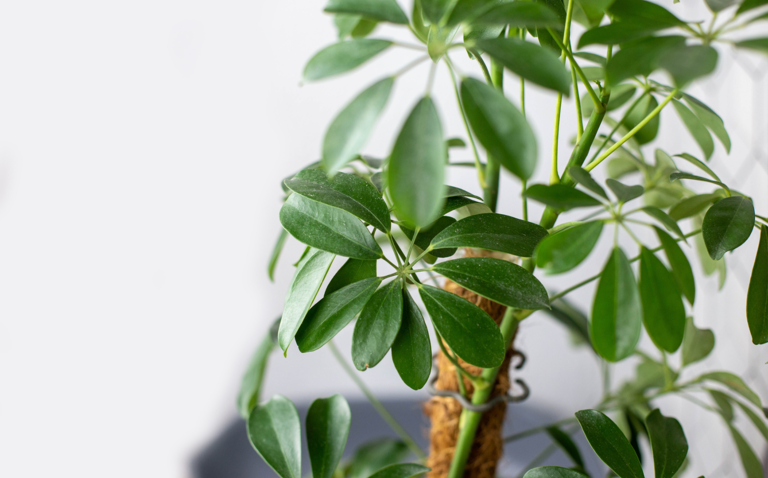 How to Care for the Schefflera, umbrella plant care, living house plants, bayview flowers, daisy ai, ai powered plant care 