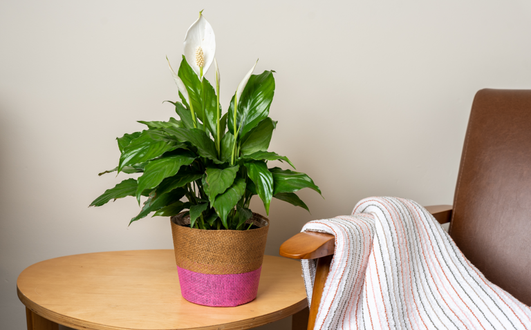 How to Care for the Peace Lily, Peace Lily Care, Spathiphyllum, Bayview flowers, living house plants, daisy ai, ai powered plant care