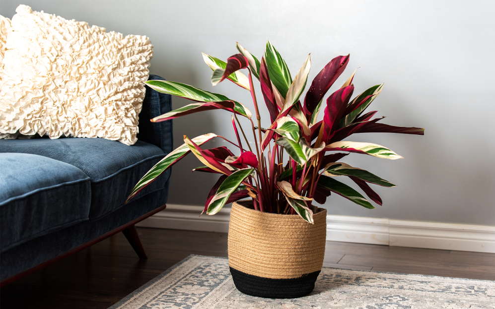 How to Care for the Triostar Stromanthe, Prayer plant care, living house plants, bayview flowers, daisy ai, ai powered plant care