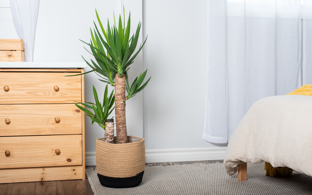 How to Care for the Yucca, Yucca plant care, bayview flowers, living house plants, daisy ai, ai powered plant care