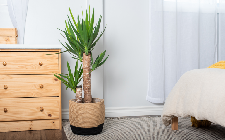 How to Care for the Yucca, Yucca plant care, bayview flowers, living house plants, daisy ai, ai powered plant care