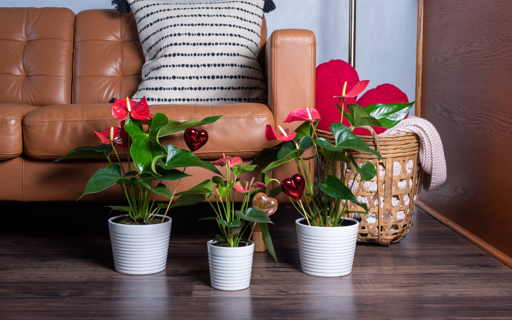 How to Care for Anthurium, Anthuirum plant care, living house plants, bayview flowers, daisy ai, ai powered plant care