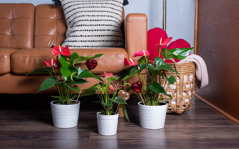 How to Care for Anthurium, Anthuirum plant care, living house plants, bayview flowers, daisy ai, ai powered plant care