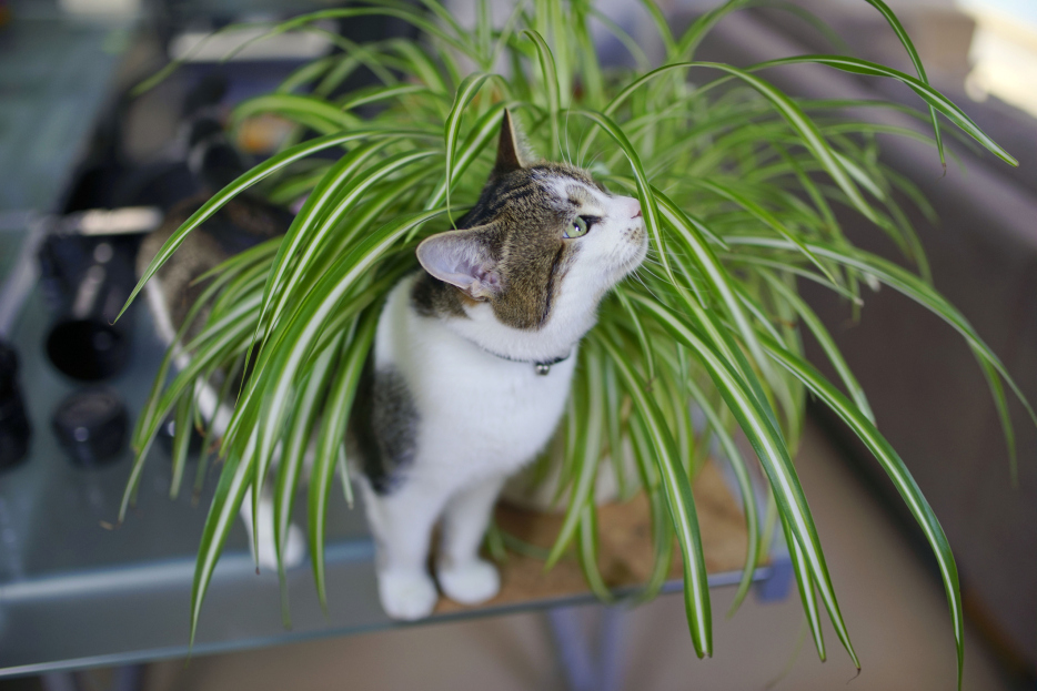 Top 25 Pet-Safe Plants to liven up your space, Pet Safe Plants, what plants are pet safe?, Pet friendly plants, living house plants, daisy ai, ai powered plant care