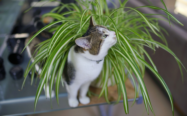 Top 25 Pet-Safe Plants to liven up your space, Pet Safe Plants, what plants are pet safe?, Pet friendly plants, living house plants, daisy ai, ai powered plant care