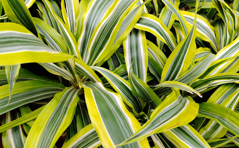 How to Care for Dracaena Houseplants, Dracaena plant care, living house plants, bayview flowers, daisy ai, ai powered plant care