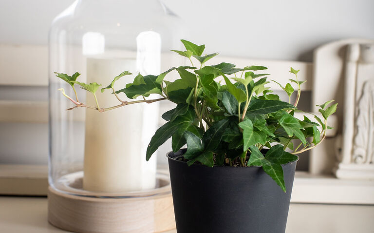 How to Care for Ivy Houseplants, Hedera helix, Ivy houseplant care, living house plants, bayview flowers, daisy ai, ai powered plant care