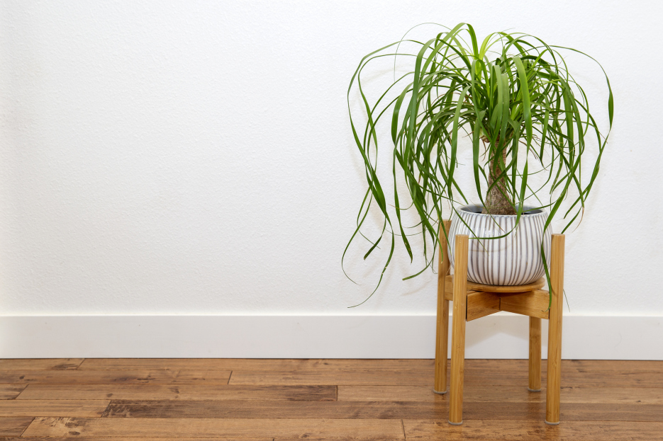 How to Care for Ponytail Palm, Beaucarnea recurvata, plant care, living house plants, bayview flowers, daisy ai, ai powered plant care