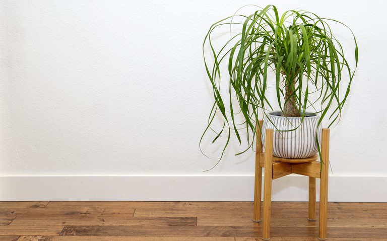 How to Care for Ponytail Palm, Beaucarnea recurvata, plant care, living house plants, bayview flowers, daisy ai, ai powered plant care