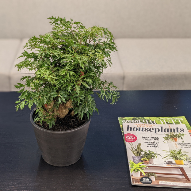 How to Care for the Ming Aralia Houseplant, Polyscias fruticosa, plant care, living house plants, bayview flowers, daisy ai, ai powered plant care