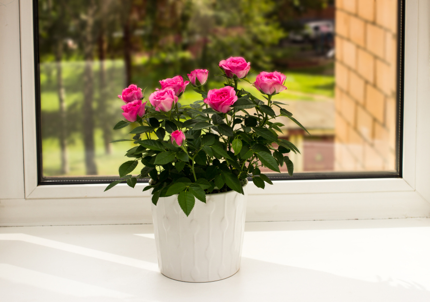 How to Care for Mini Potted Roses, living house plants, plant care, bayview flowers, daisy ai, ai powered plant care