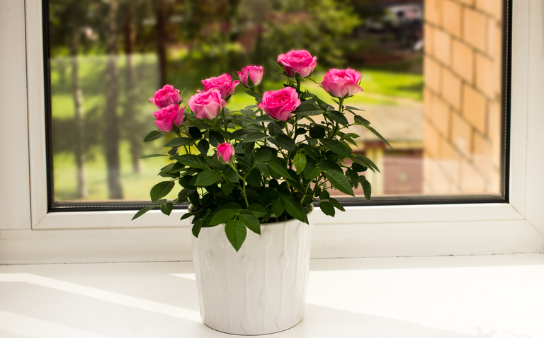 How to Care for Mini Potted Roses, living house plants, plant care, bayview flowers, daisy ai, ai powered plant care