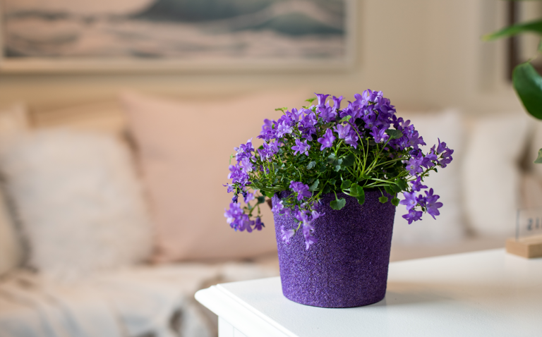 How to Care for the Campanula Houseplant, Campanula rapunculus, plant care, living house plants, bayview flowers, daisy ai, ai powered plant care