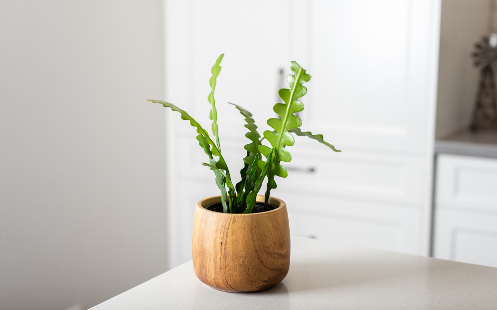 How to Care for the Fishbone Cactus Houseplant, Epiphyllum anguliger, zig zag cactus care, living house plant care, bayview flowers, daisy ai, ai powered plant care