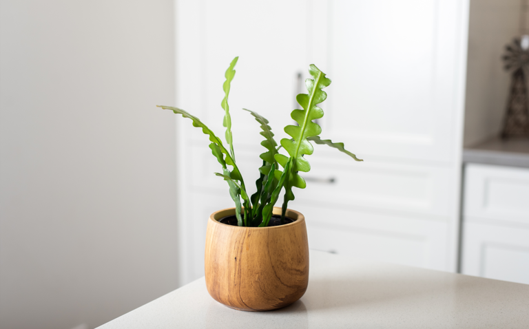 How to Care for the Fishbone Cactus Houseplant, Epiphyllum anguliger, zig zag cactus care, living house plant care, bayview flowers, daisy ai, ai powered plant care