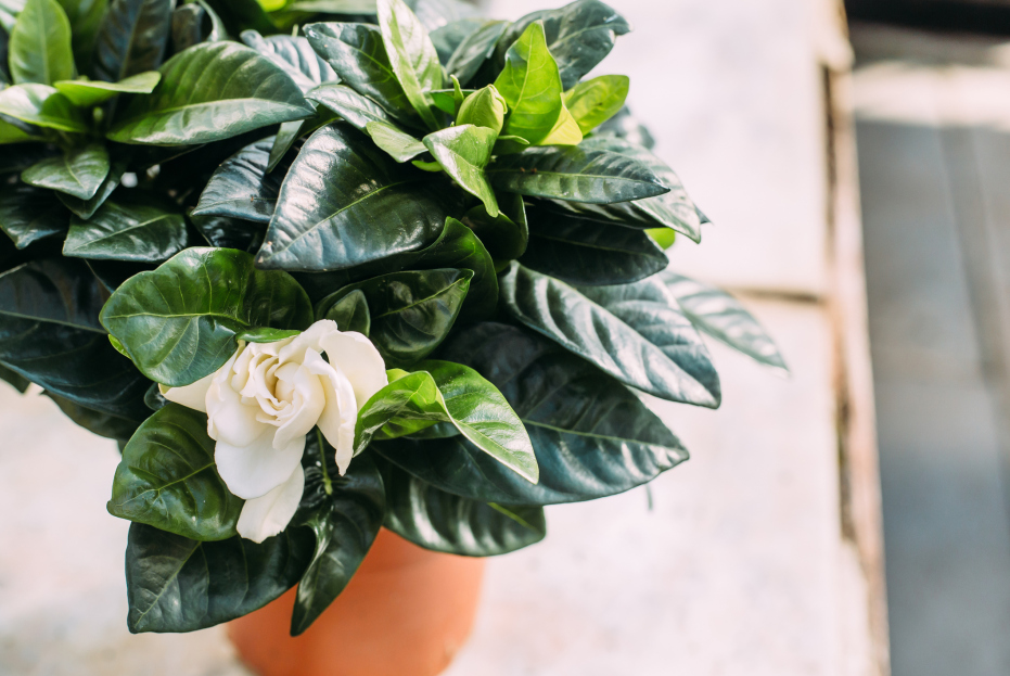 How to Care for the Gardenia Houseplant, Gardenia jasminoides, living house plants, bayview flowers, daisy ai, ai powered care 