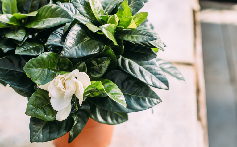 How to Care for the Gardenia Houseplant, Gardenia jasminoides, living house plants, bayview flowers, daisy ai, ai powered care 