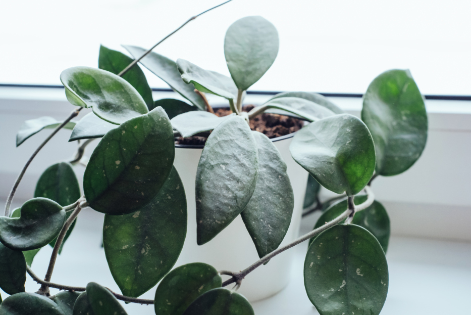 How to Care for Hoya Houseplants, hoya houseplant care, living house plants, bayview flowers, daisy ai, ai powered plant care