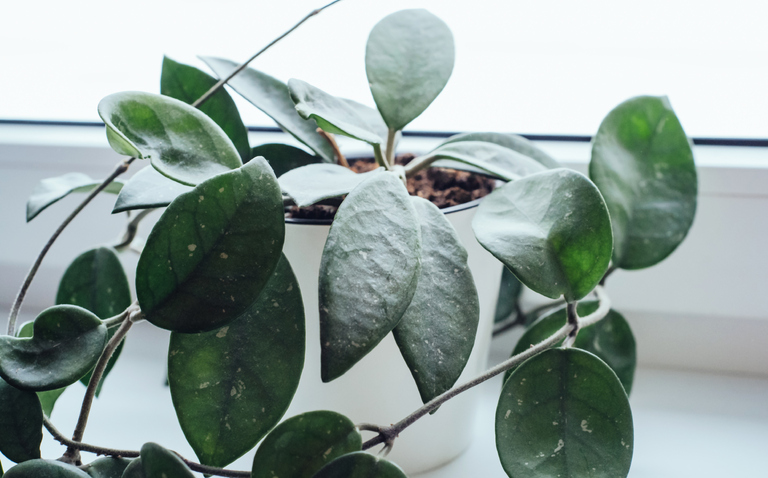 How to Care for Hoya Houseplants, hoya houseplant care, living house plants, bayview flowers, daisy ai, ai powered plant care