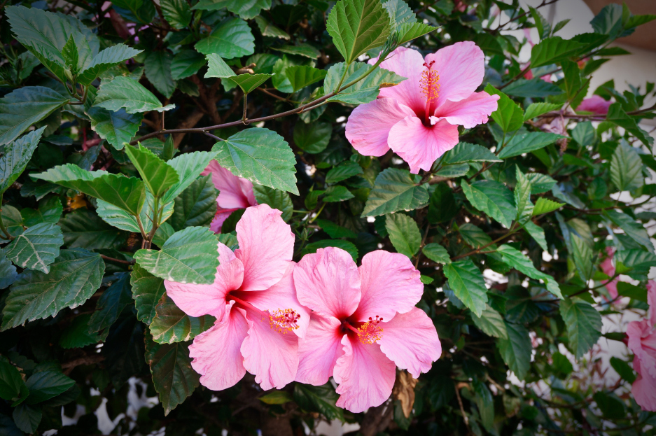 How to Care for the Hibiscus Houseplant, Hibiscus rosa-sinensis, plant care, living house plants, bayview flowers, daisy ai, ai powered plant care