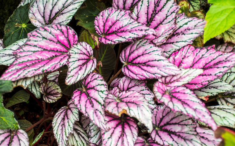 How to Care for the Rex Begonia Houseplant, Begonia rex-cultorum, plant care, living house plants, bayview flowers, daisy ai, ai powered plant care