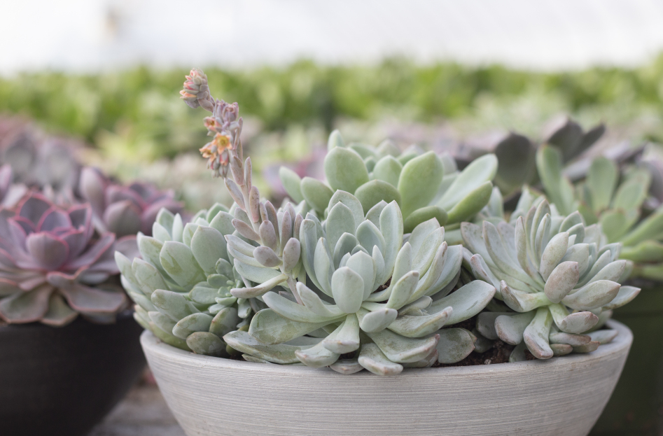 How to Care for a Succulent Bowl, Succulent Bowl plant care, living house plants, bayview flowers, daisy ai, ai powered plant care