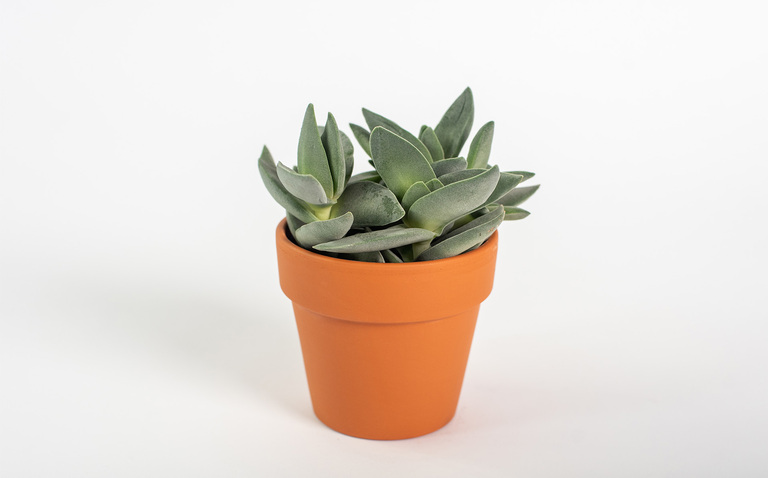 How to Care for the Propeller Houseplant, Crassula falcata, plant care, living house plants, bayview flowers, daisy ai, ai powered plant care