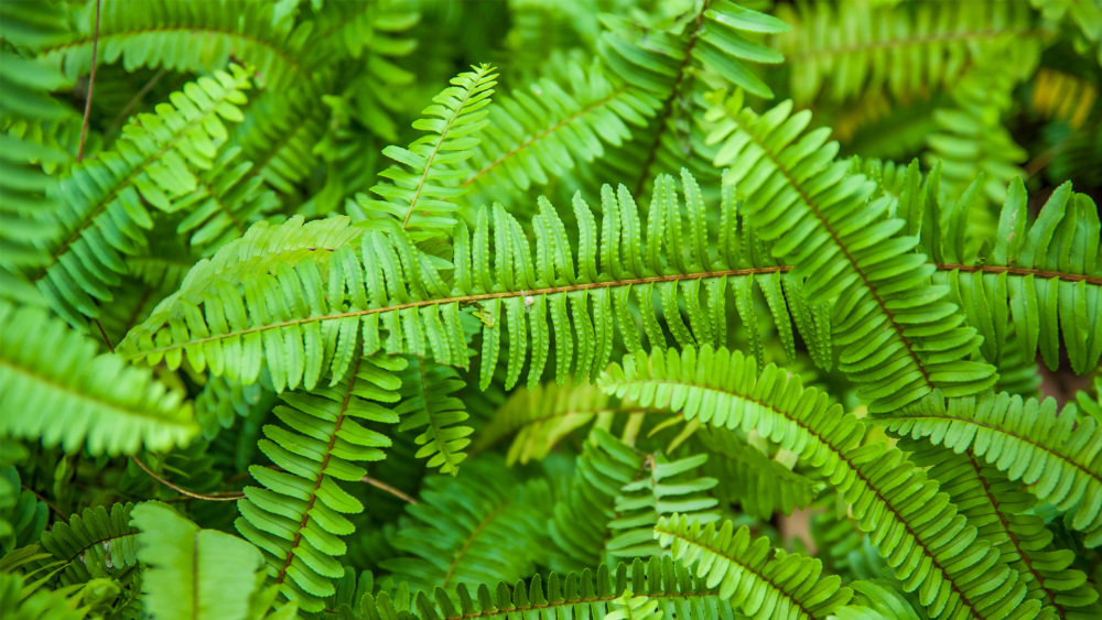 How to Care for the Kimberly Queen Fern Houseplant, Nephrolepis obliterata, living house plants, bayview flowers, daisy ai, ai powered plant care