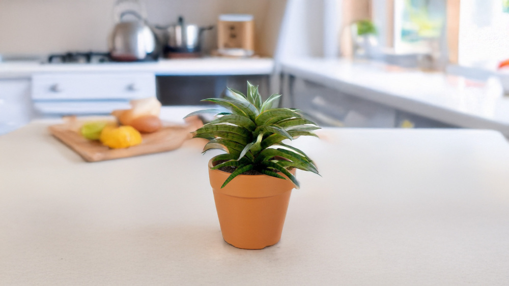 How to Care for Sansevieria 'Tom Grumbley', living house plants, bayview flowers, daisy ai, ai powered plant care