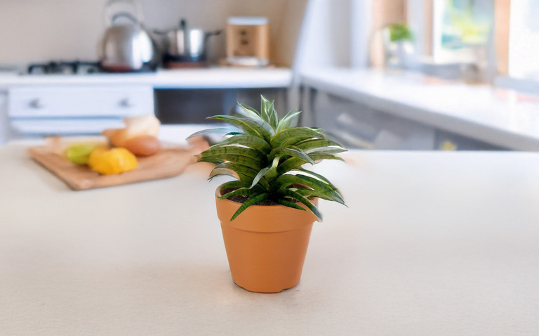 How to Care for Sansevieria 'Tom Grumbley', living house plants, bayview flowers, daisy ai, ai powered plant care