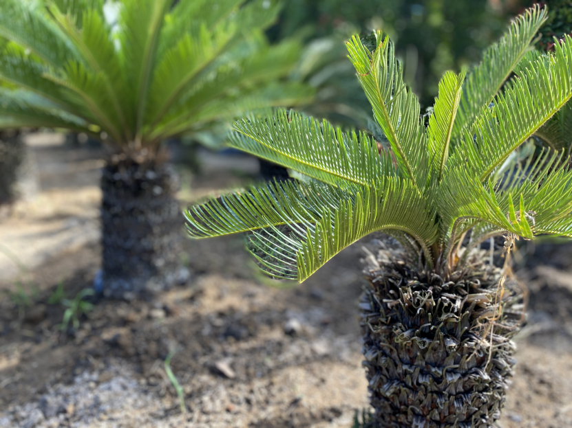 How to Care for the Pygmy Date Palm Houseplant, Phoenix roebelenii, houseplant care, living house plants, bayview flowers, daisy ai, ai powered plant care