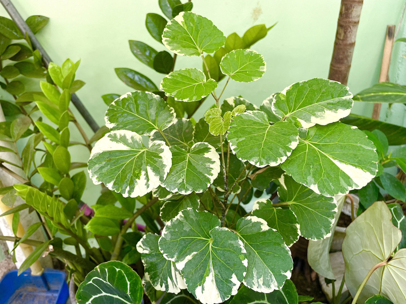 How to Care for the Balfour Aralia Houseplant, living house plants, bayview flowers, daisy ai, ai powered plant care