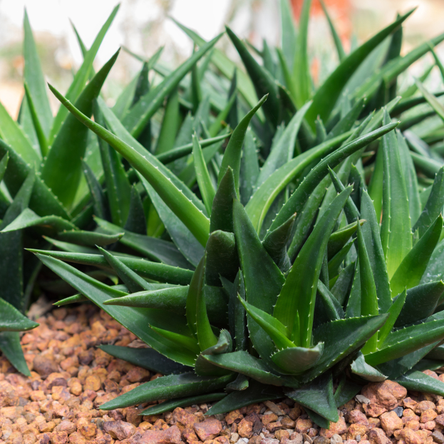 How to Care for Haworthia Pentagona 'West Jogoo', living house plants, bayview flowers, daisy ai, ai powered plant care