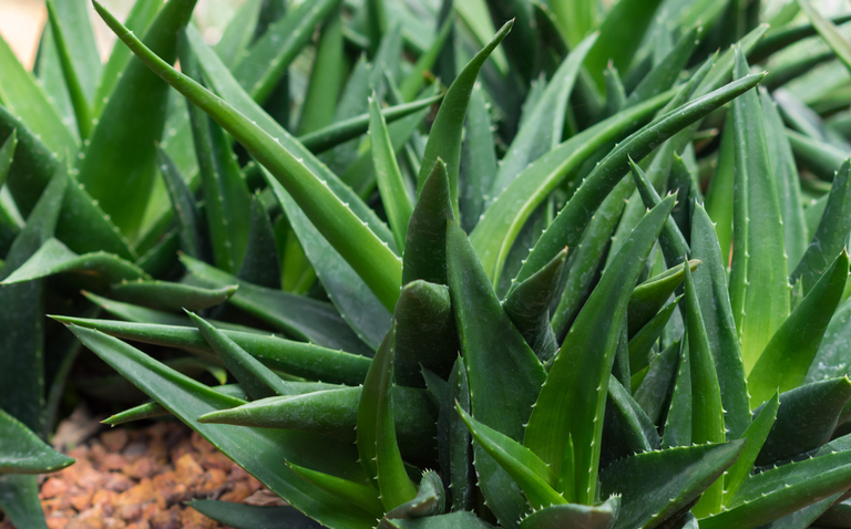 How to Care for Haworthia Pentagona 'West Jogoo', living house plants, bayview flowers, daisy ai, ai powered plant care