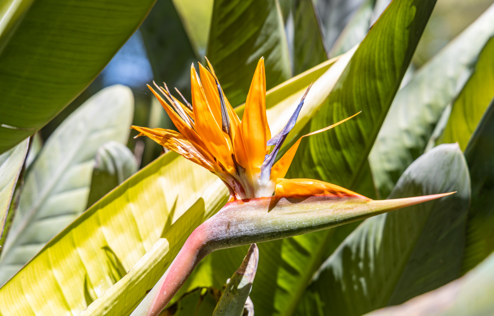 How to Care for the Parrot’s Beak Heliconia Houseplant, Heliconia psittacorum, living house plants, bayview flowers, daisy ai, ai powered plant care