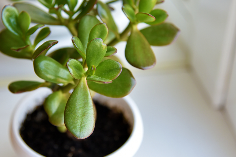 How to Care for the Jade Houseplant, Crassula ovata 'minor', living house plants, bayview flowers, daisy ai, ai powered plant care