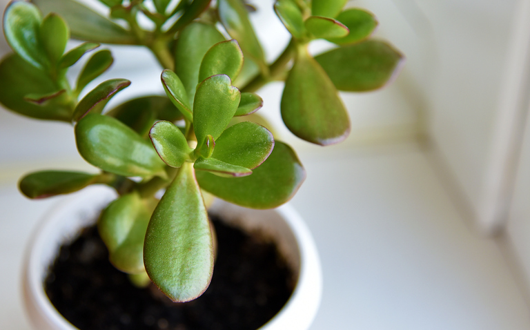 How to Care for the Jade Houseplant, Crassula ovata 'minor', living house plants, bayview flowers, daisy ai, ai powered plant care