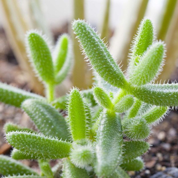 How to Care for Pickle Plant, Delosperma echinatum, plant care, living house plants, bayview flowers, daisy ai, ai powered plant care