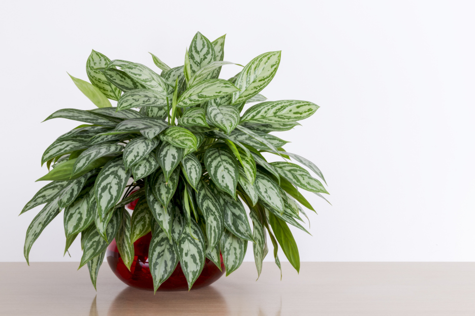 How to Care for Aglaonema Silver Bay, Chineese Evergreen, plant care, living house plants, bayview flowers, daisy ai, ai powered plant care