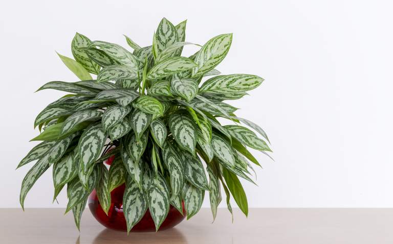 How to Care for Aglaonema Silver Bay, Chineese Evergreen, plant care, living house plants, bayview flowers, daisy ai, ai powered plant care