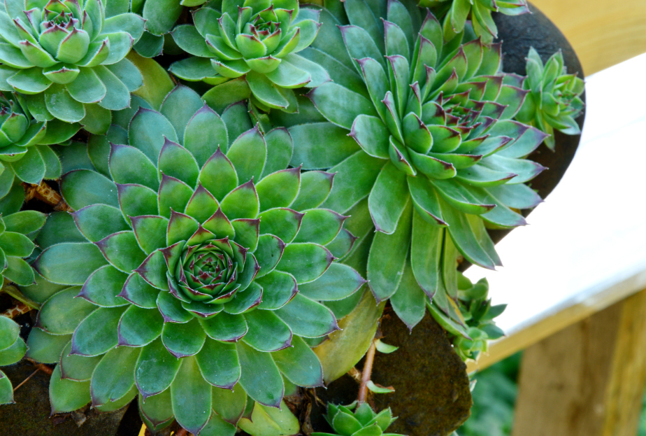 How to Care for Hens and Chicks Houseplant (Sempervivum), hens and chicks plant care, living house plants, bayview flowers, daisy ai, ai powered plant care