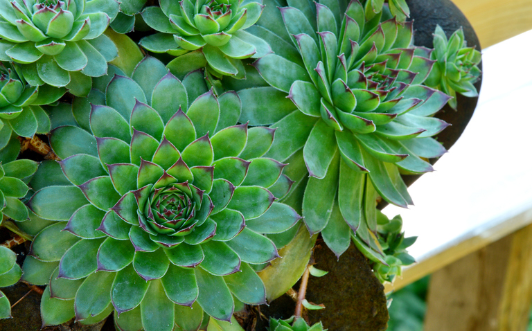 How to Care for Hens and Chicks Houseplant (Sempervivum), hens and chicks plant care, living house plants, bayview flowers, daisy ai, ai powered plant care