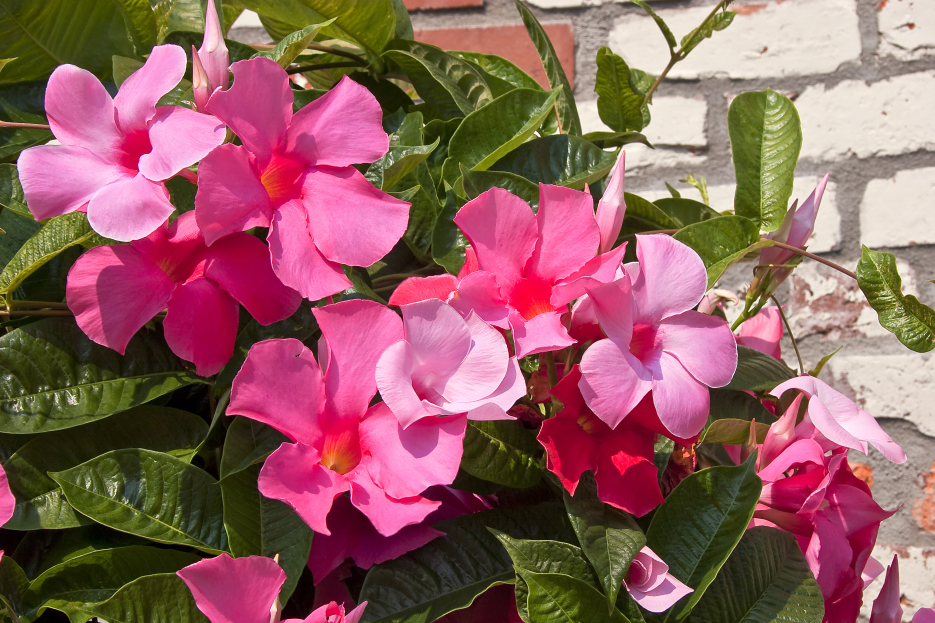 How to Care for Mandevilla, living house plants, bayview flowers, daisy ai, ai powered plant care