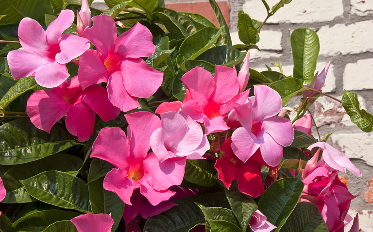 How to Care for Mandevilla, living house plants, bayview flowers, daisy ai, ai powered plant care