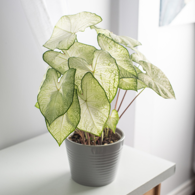 How to Care for Moonlight Caladium, living house plants, bayview flowers, daisy ai, ai powered plant care